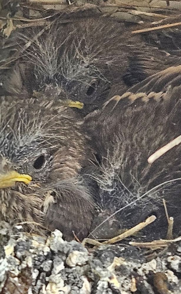 Baby birds nearly ready to fly