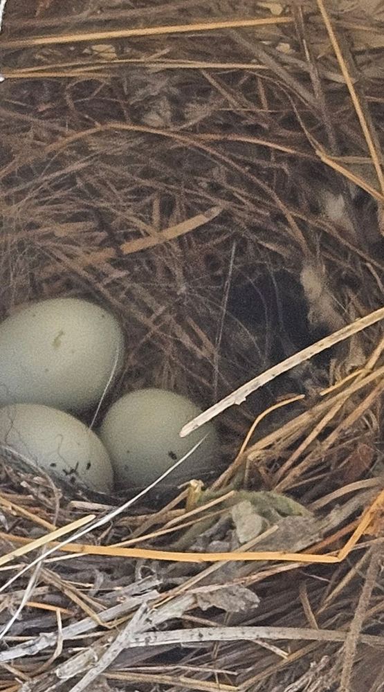 Three pale blue eggs in a nest
