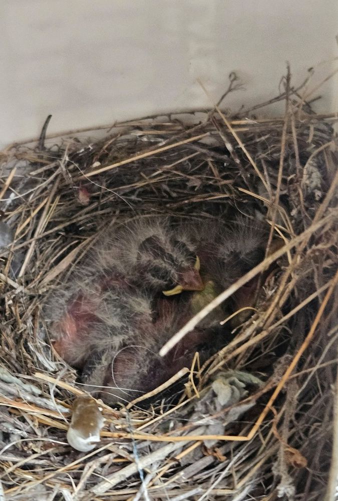 Newly hatched birds in the nest