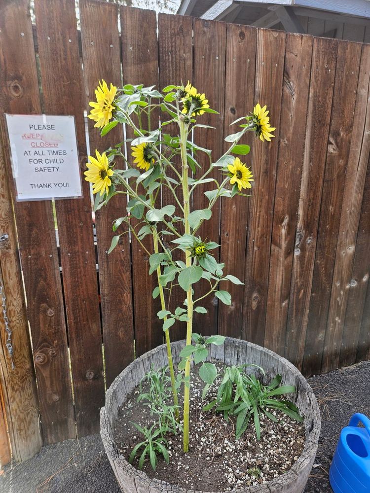Sunflowers growing in the garden